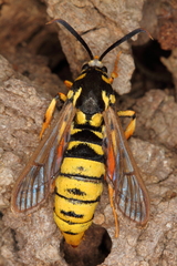 Eusphecia pimplaeformis