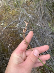 Schoenus brevifolius