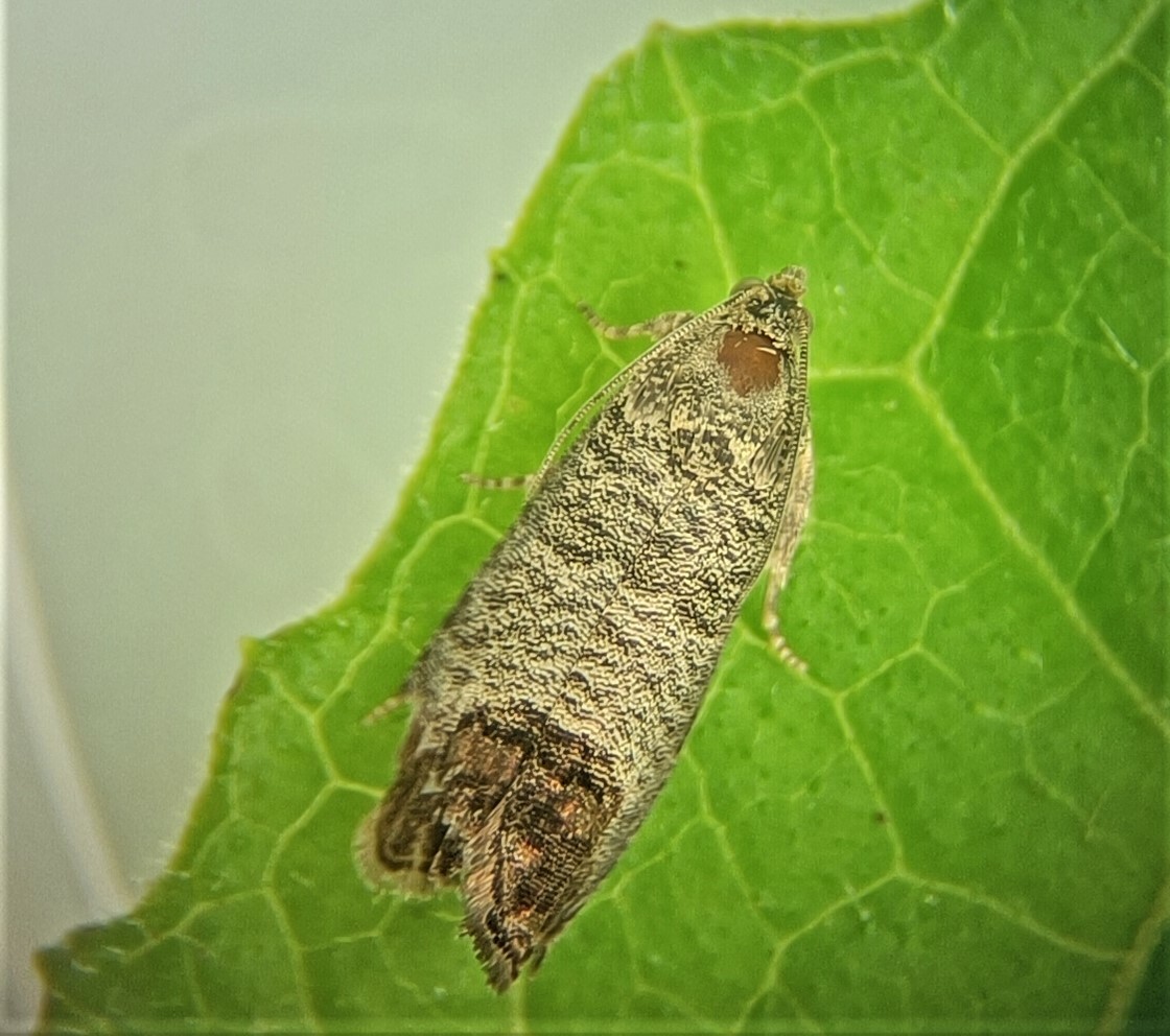 Cydia pomonella (Linnaeus, 1758)