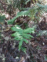 Blechnum chilense