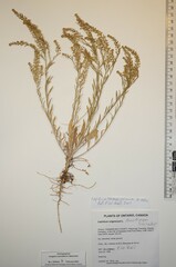 Lepidium ramosissimum