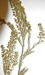 Lepidium ramosissimum