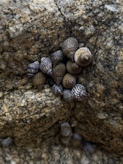 Echinolittorina aspera