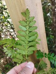 Weinmannia trichosperma