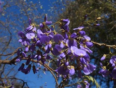 Bolusanthus speciosus