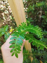 Weinmannia trichosperma