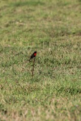Leistes militaris