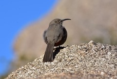 Toxostoma crissale