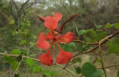 Bauhinia galpinii