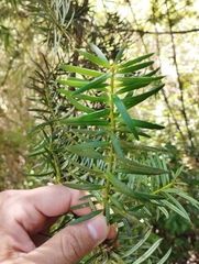 Podocarpaceae