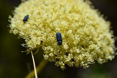 Hermas villosa