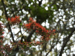 Combretum microphyllum