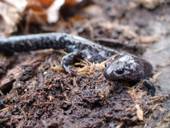 Ambystoma 'unisexual complex'