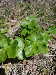Sanicula crassicaulis