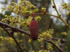Forestiera acuminata