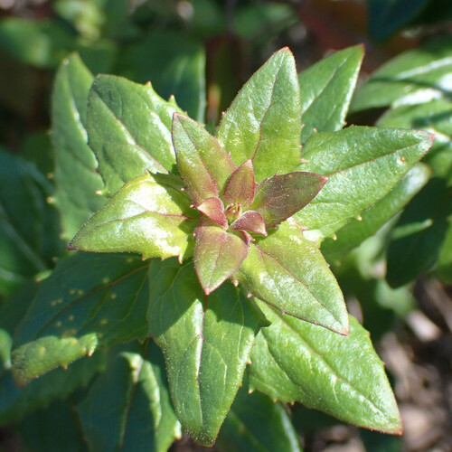 Heart leaved keckiella foliage