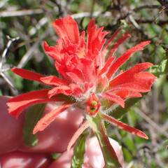 Castilleja affinis affinis