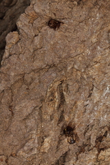 Eusphecia pimplaeformis