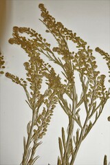 Lepidium ramosissimum