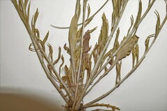 Lepidium ramosissimum