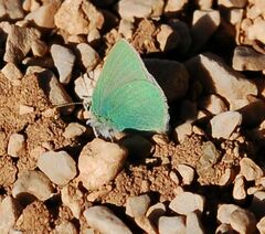 Callophrys paulae