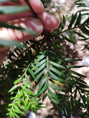 Saxegothaea conspicua