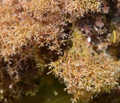 Amphiroa
