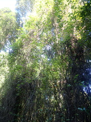Cobaea scandens