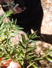 Saxegothaea conspicua