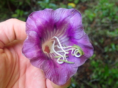 Cobaea scandens