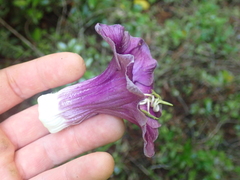 Cobaea scandens