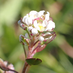 Lepidium nitidum