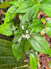 Spigelia humboldtiana