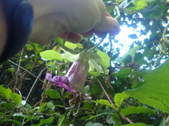 Cobaea scandens