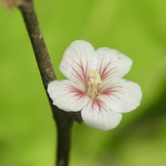 Melochia nodiflora
