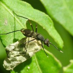 Taeniaptera