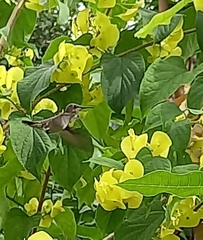 Mellisuga minima