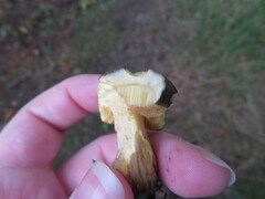 Xerocomellus pruinatus