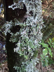 Pseudocyphellaria multifida