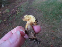 Xerocomellus pruinatus