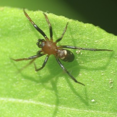 Zodariidae