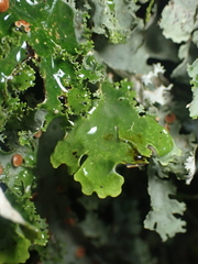Pseudocyphellaria multifida