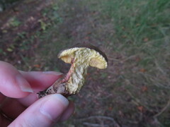 Xerocomellus pruinatus