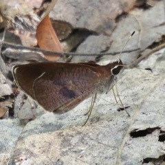 Synapte silna