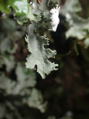 Pseudocyphellaria multifida