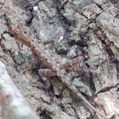Anolis nebulosus
