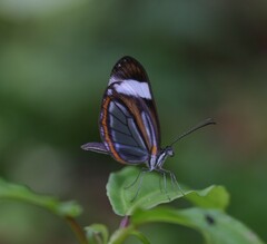 Dismorphia theucharila fortunata