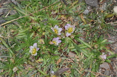 Calandrinia compacta