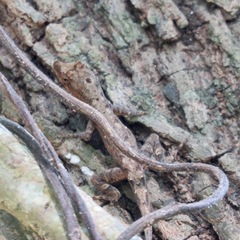 Anolis nebulosus