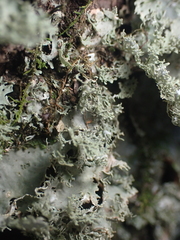 Pseudocyphellaria multifida